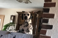Abby