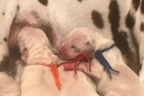 3 Geschwister