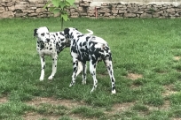 Betty Lou und Basima