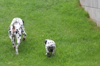 Abby zeigt den großen Garten