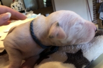 Herr Blau, der Erstgeborene