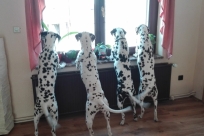 03-2c6e5fea-53e9-4ec5-a825-d99913a6b5bd