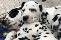 1309-15-ivory-idefix