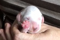 Herr Türkis- Ikarus