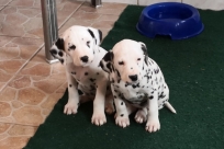 2af812d9-ce7f-4c31-b8ed-22c259b6154e