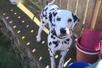 15e85d4d-cc10-4259-9f36-add141038e3c