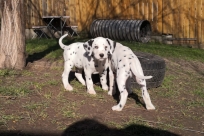 16ff30aa-a1bf-4677-9837-5f76d17a6727