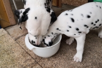 20af5e57-383e-472b-9642-a5c175a4a67f