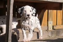 33c56f3e-3030-463c-a237-7226987ae47f