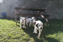 5538a38f-e039-4446-926b-835905e3ee67