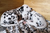 b9ee3f32-ccfe-40e2-8e5c-b8b1dd438b9b