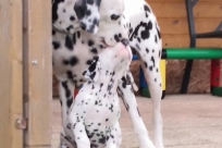 ecc678c1-3176-4bb9-a427-f83ae4d1a34c