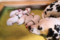 18961cfc-a226-4095-b8f2-fbb1255392fe