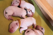 36ff02c0-6970-46a5-9541-d1d90ac279f7