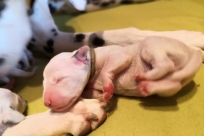 4125585c-6f6b-4974-aa77-ad74f550de78