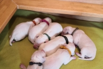 525eda61-0dc0-4d1d-9830-97369a885802