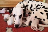 68ed5fa3-3690-4bd7-ae57-ff4f46f2e2da