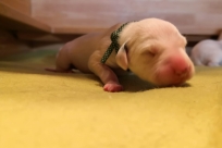 74658f94-5cc9-4503-a5ec-79780da4b07d