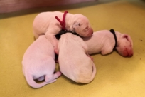 a1017b4e-82c9-4d5b-85be-199e257d2fa9