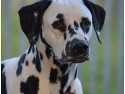 Basima vom Hause Fiedanu