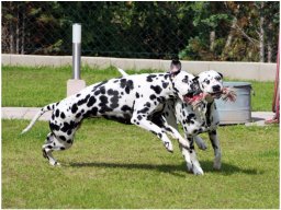 Basima vom Hause Fiedanu
