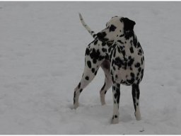 Basima vom Hause Fiedanu