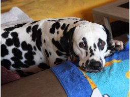 Basima vom Hause Fiedanu