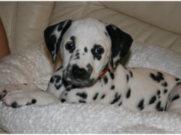 Basima vom Hause Fiedanu