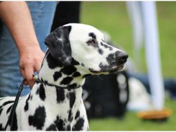 Basima vom Hause Fiedanu