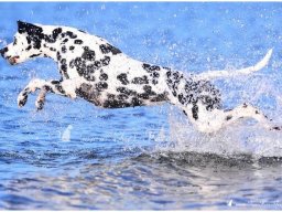 Basima vom Hause Fiedanu