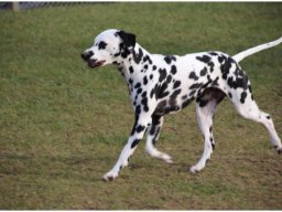 Basima vom Hause Fiedanu