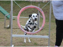 Basima vom Hause Fiedanu