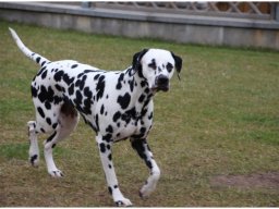 Basima vom Hause Fiedanu