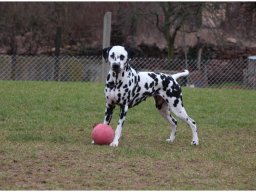 Basima vom Hause Fiedanu