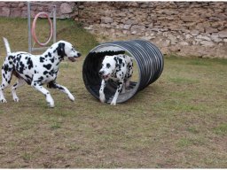 Basima vom Hause Fiedanu