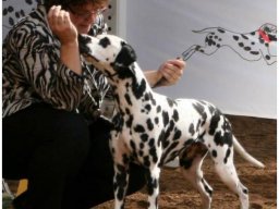 Basima vom Hause Fiedanu