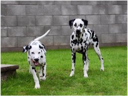 Basima vom Hause Fiedanu