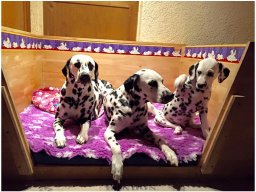 Basima vom Hause Fiedanu