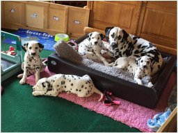 Basima vom Hause Fiedanu