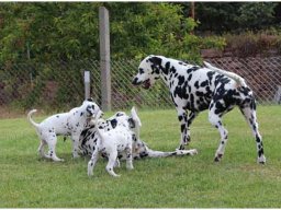 Basima vom Hause Fiedanu