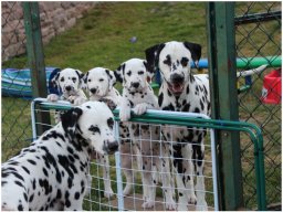 Basima vom Hause Fiedanu