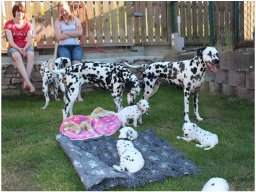 Basima vom Hause Fiedanu