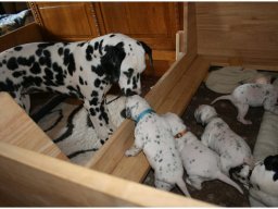 Basima vom Hause Fiedanu