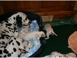 Basima vom Hause Fiedanu