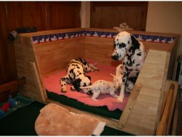 Basima vom Hause Fiedanu