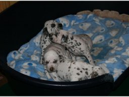 Basima vom Hause Fiedanu