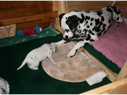 Basima vom Hause Fiedanu