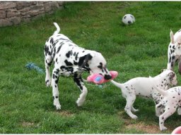 Basima vom Hause Fiedanu