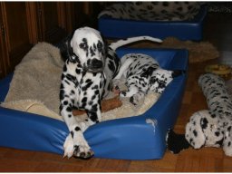 Basima vom Hause Fiedanu