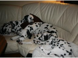 Basima vom Hause Fiedanu